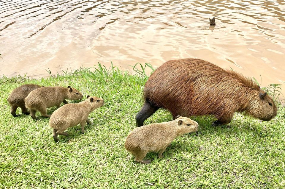 🇺🇸 Hello Brazil: capybara mother and her puppies walking in the lake. The Brazilian fauna is awesome, right? / 🇧🇷 Viva nossos bichos: mamãe capivara e seus filhotes passeando no lago. A fauna brasileira é demais, 