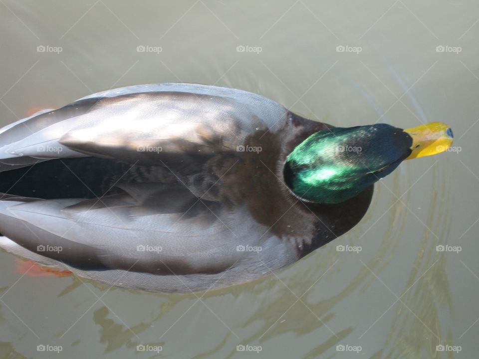 Duck