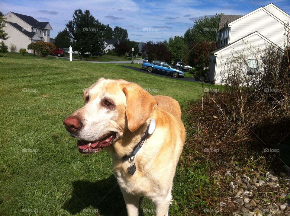 Handsome Senior Labrador Retriever