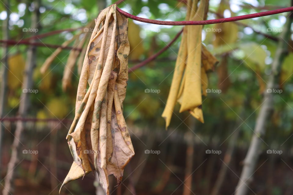 withered cassava leaves