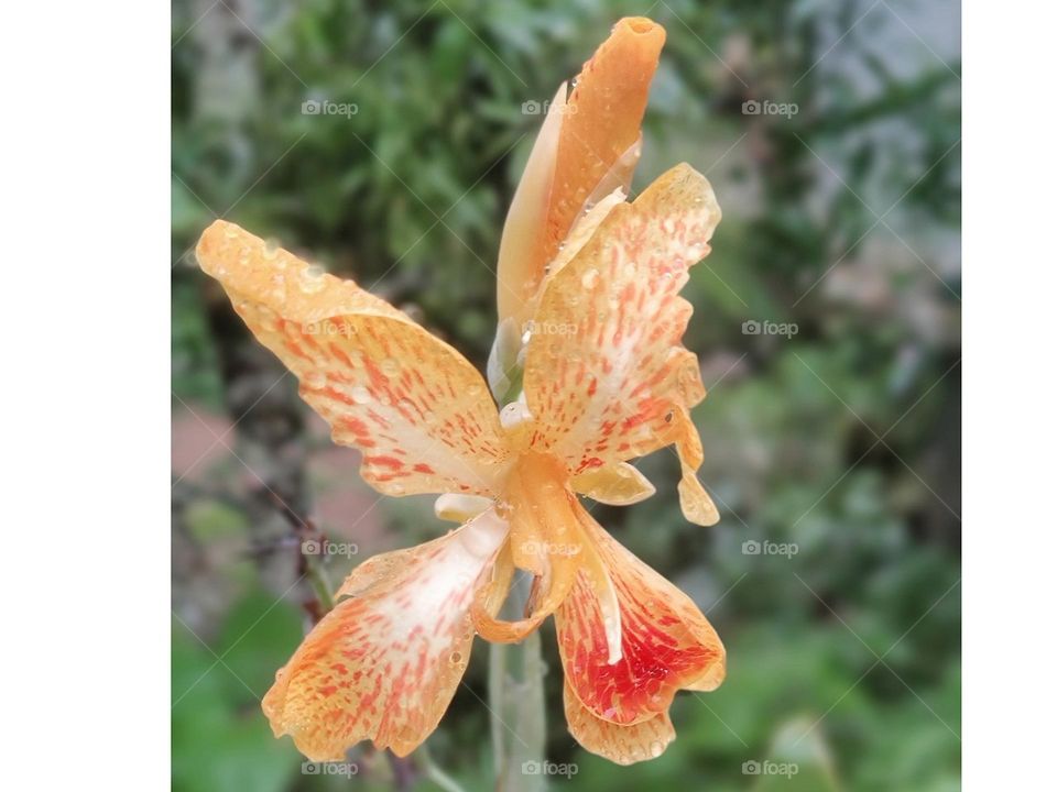 Canna Lilies Flower Cannas