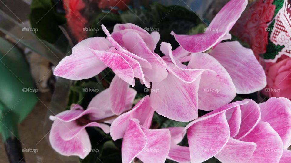 View of beautiful pink flowers