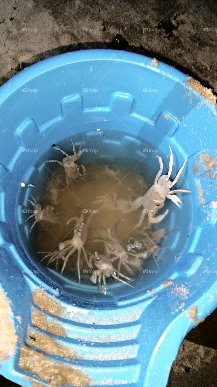 Ghost Crabs. We went ghost crab hunting on the beach in Alabama. They were set free after some pics