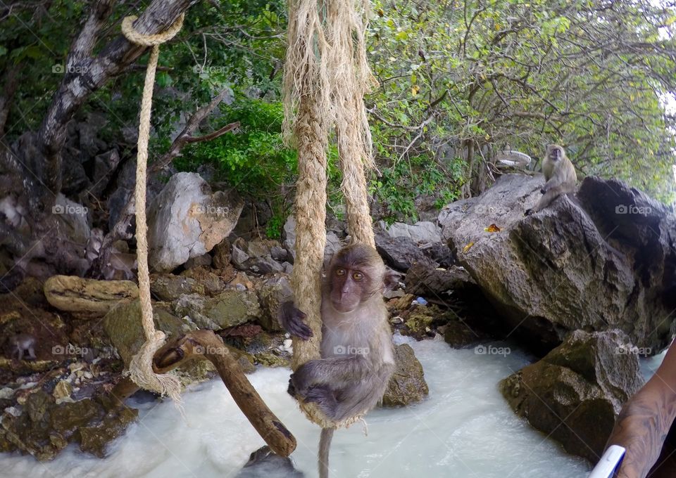Baby Hanging Monkey, Ko Phi Phi. One of the many monkeys, that live on Monkey Bay, on Ko Phi Phi, and Island in Thailand.