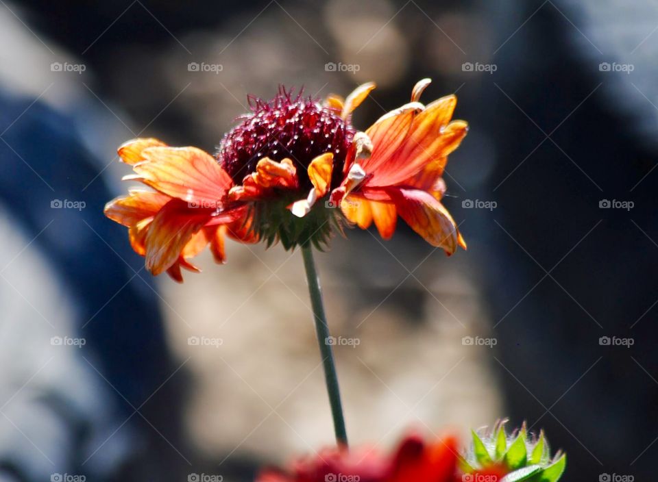 Full Bloom Against a Background Blur