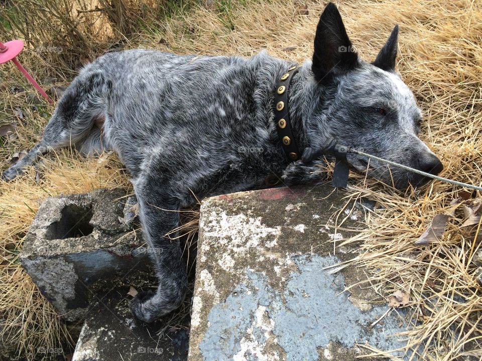 The life of a dog...