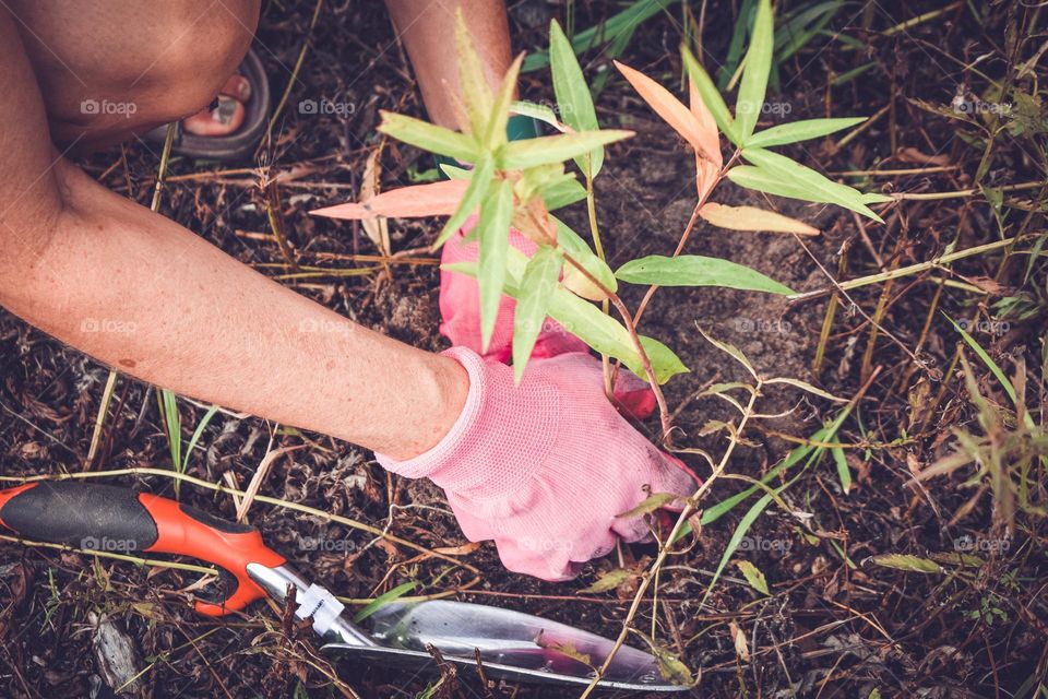 A pair of pink gloves hands plant a native plant into the dirt