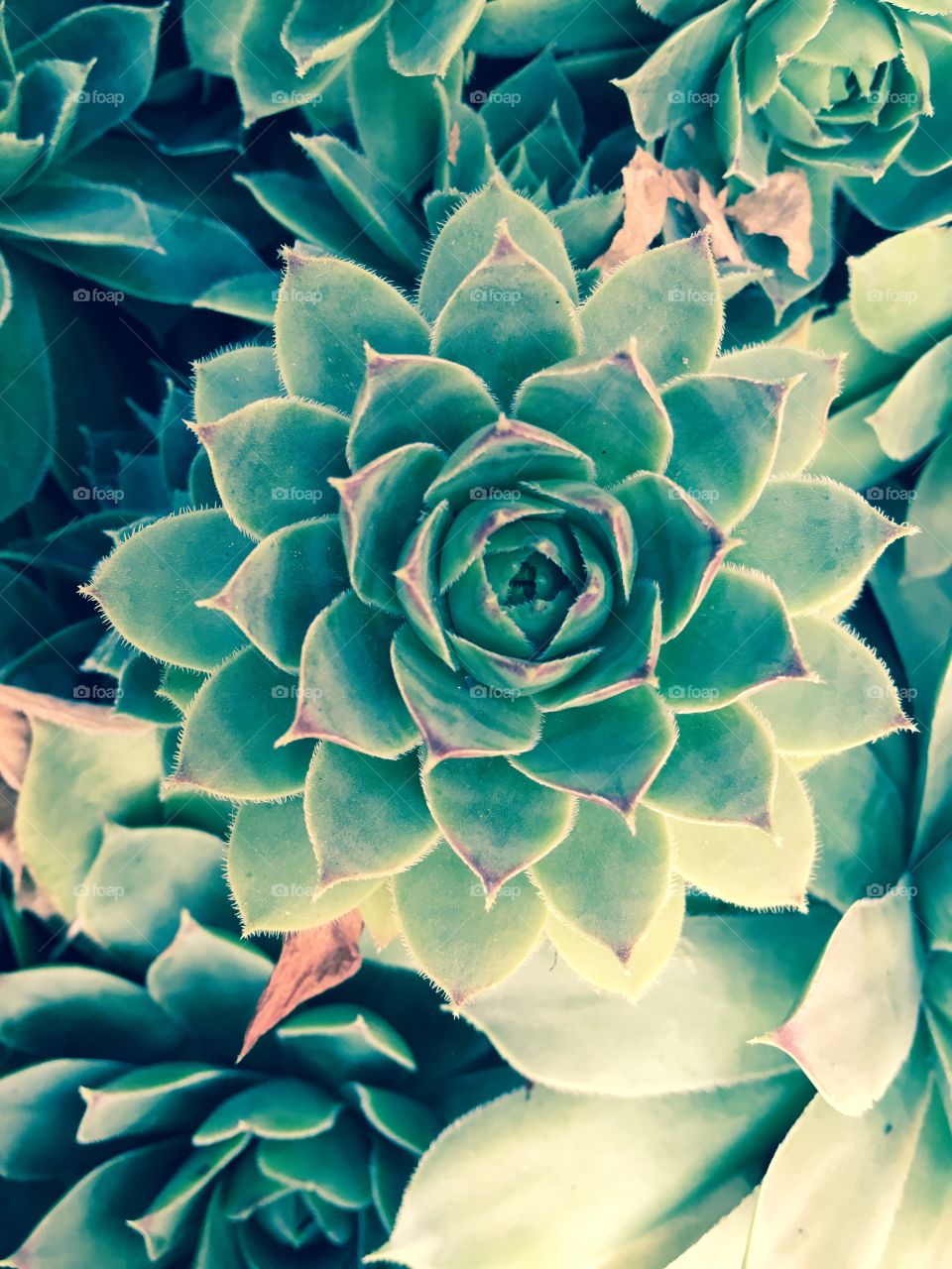 Succulent plant 