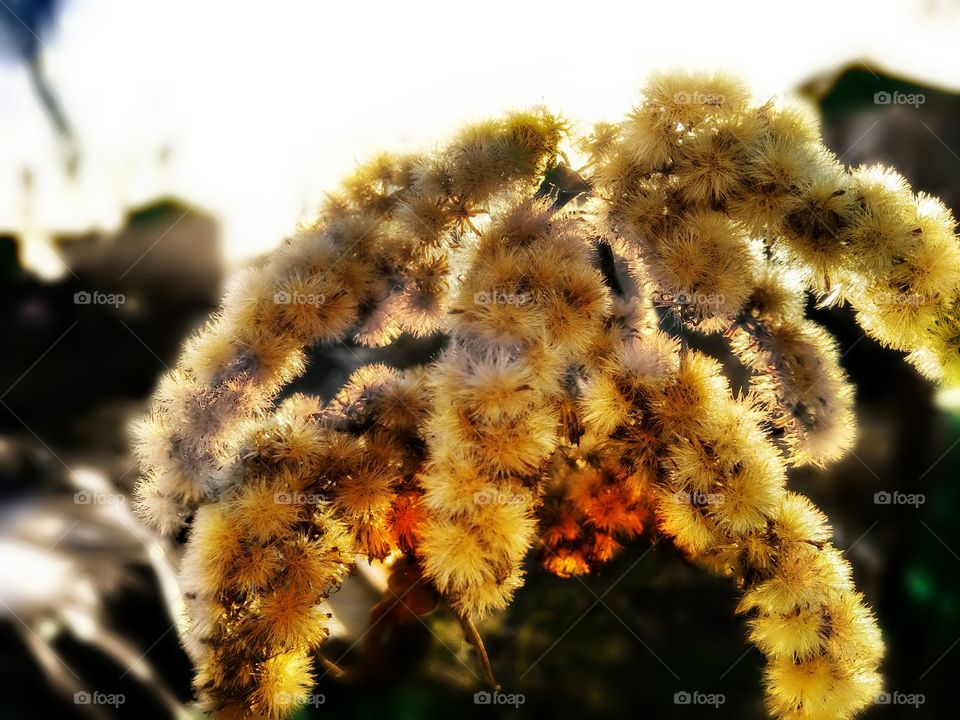 goldenrod, at sunset