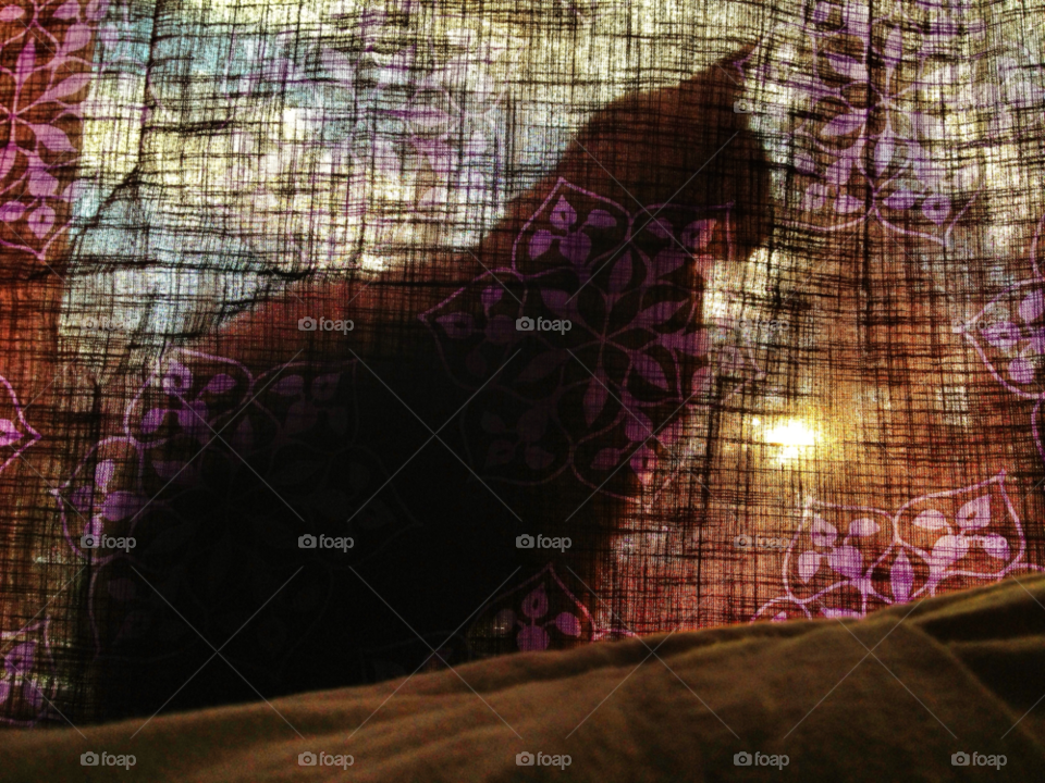 anchorage cat sunrise warm by -30-