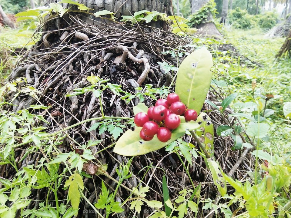 cherry fruits. this photo is taken near the place where  sea and river join  near by there was a tree root at that place we took  at that place is full of Stone's and insets