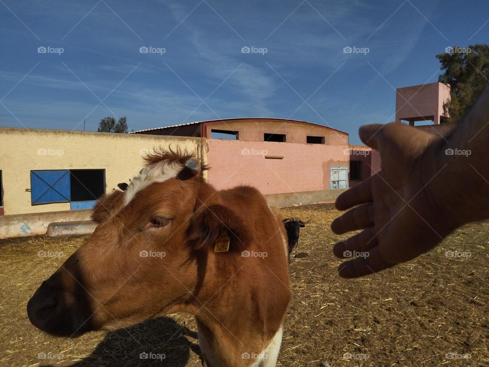 Hand and cow