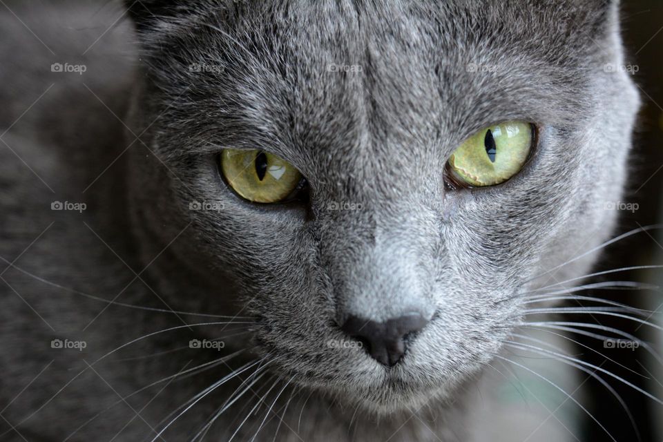 purebred cat beautiful portrait close up