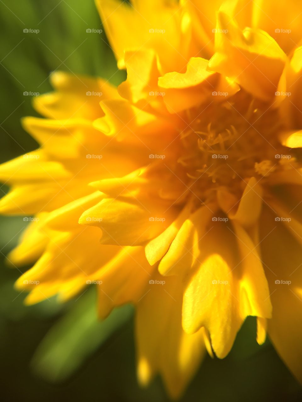 Yellow Flower Macro