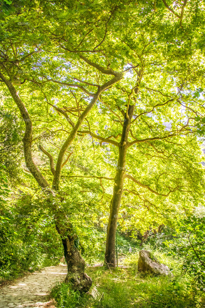 Leaf, Wood, Nature, Tree, Landscape