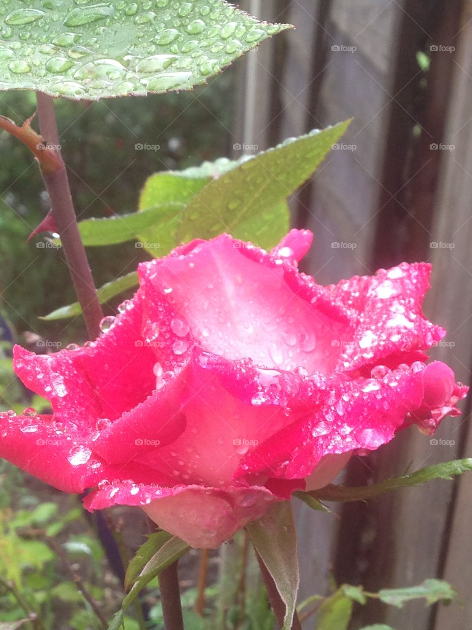 Raindrops on roses 