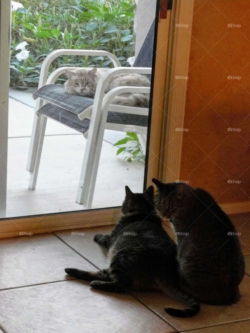 Cats watching cat