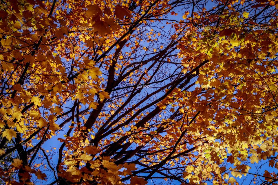 Beautiful blue sky and golden leaves