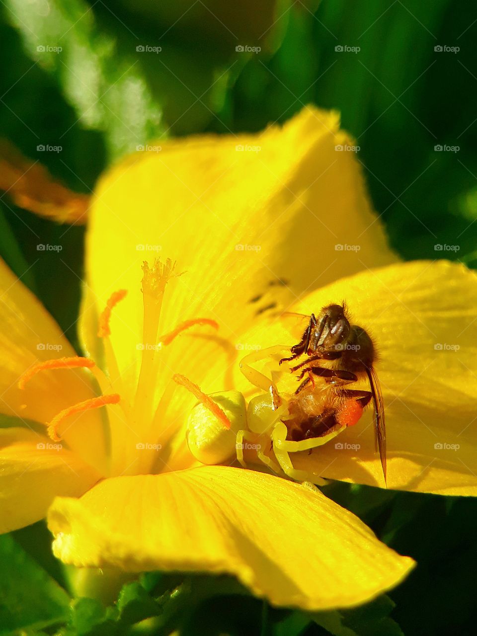 Capturing two object in one frame using macro lens