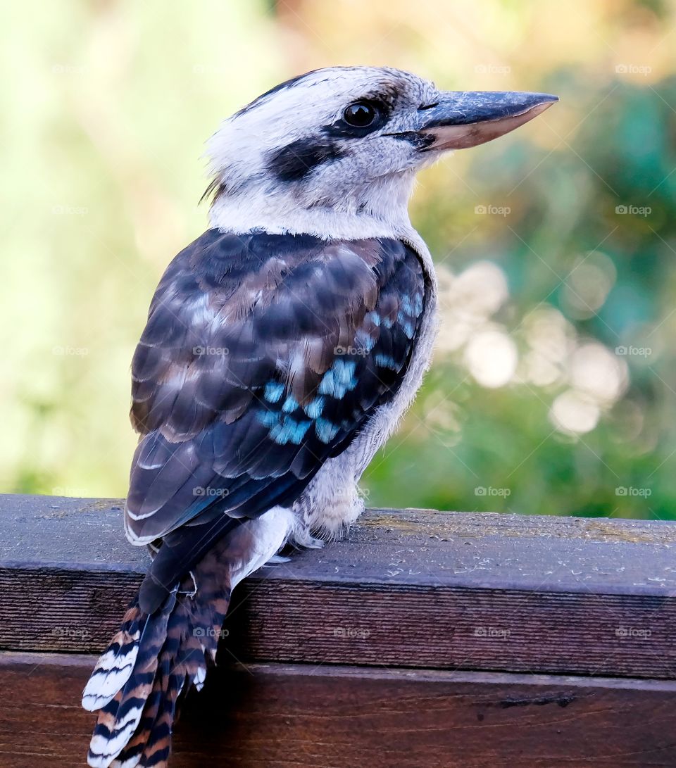Kookaburras are terrestrial tree kingfishers of the genus Dacelo native to Australia and New Guinea, which grow to between 28 and 42 centimetres in length and weigh around 300 grams