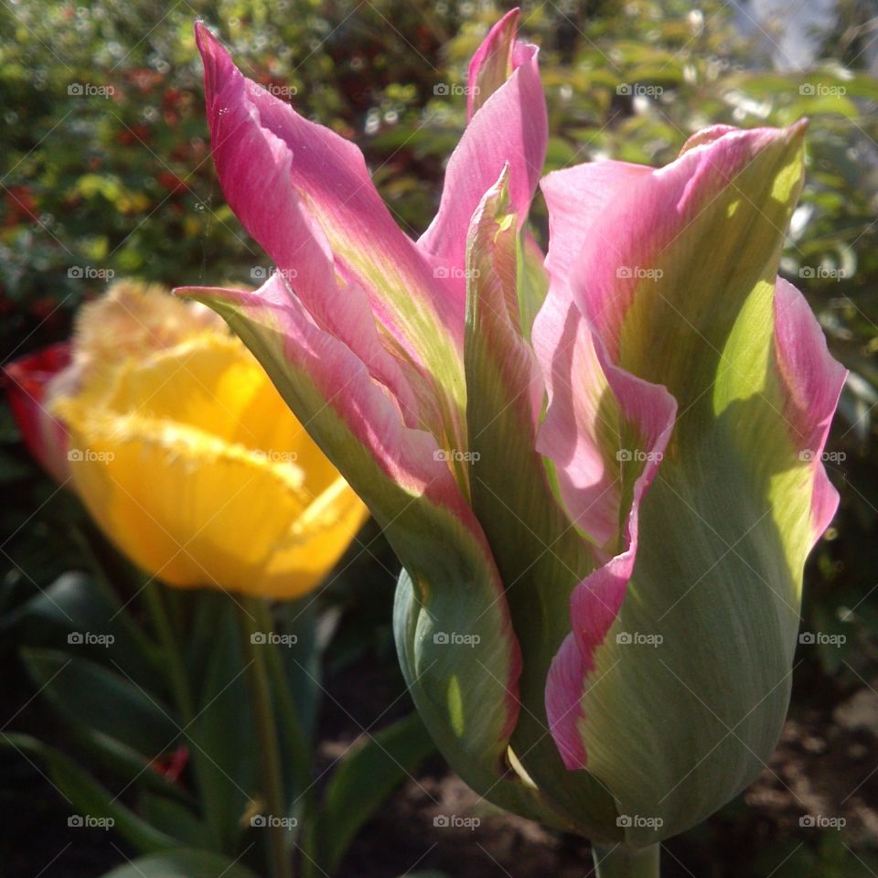 Tulips are ...