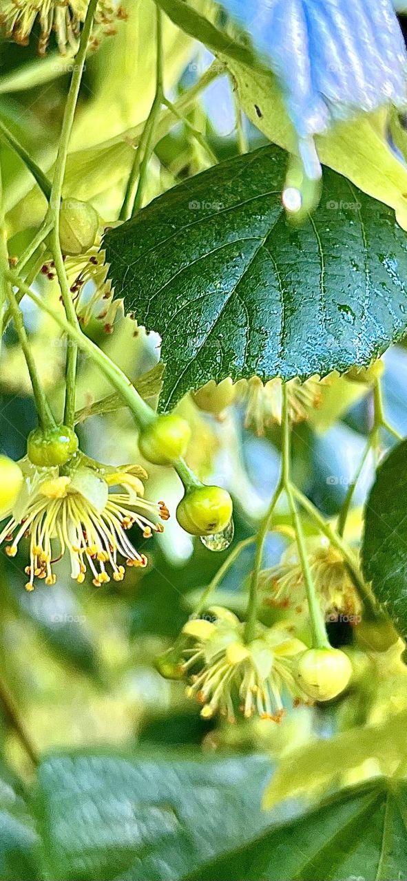 Raindrops glisten on the petals and leaves of the linden tree, reflecting light and creating a glowing effect. Each drop hangs neatly, like small crystals, emphasizing the tenderness and fragility of the flower.