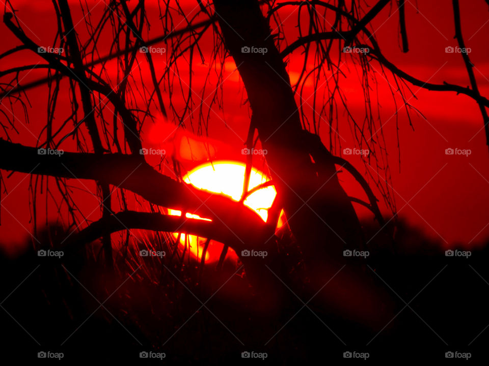 Sunset thru the old tree 
