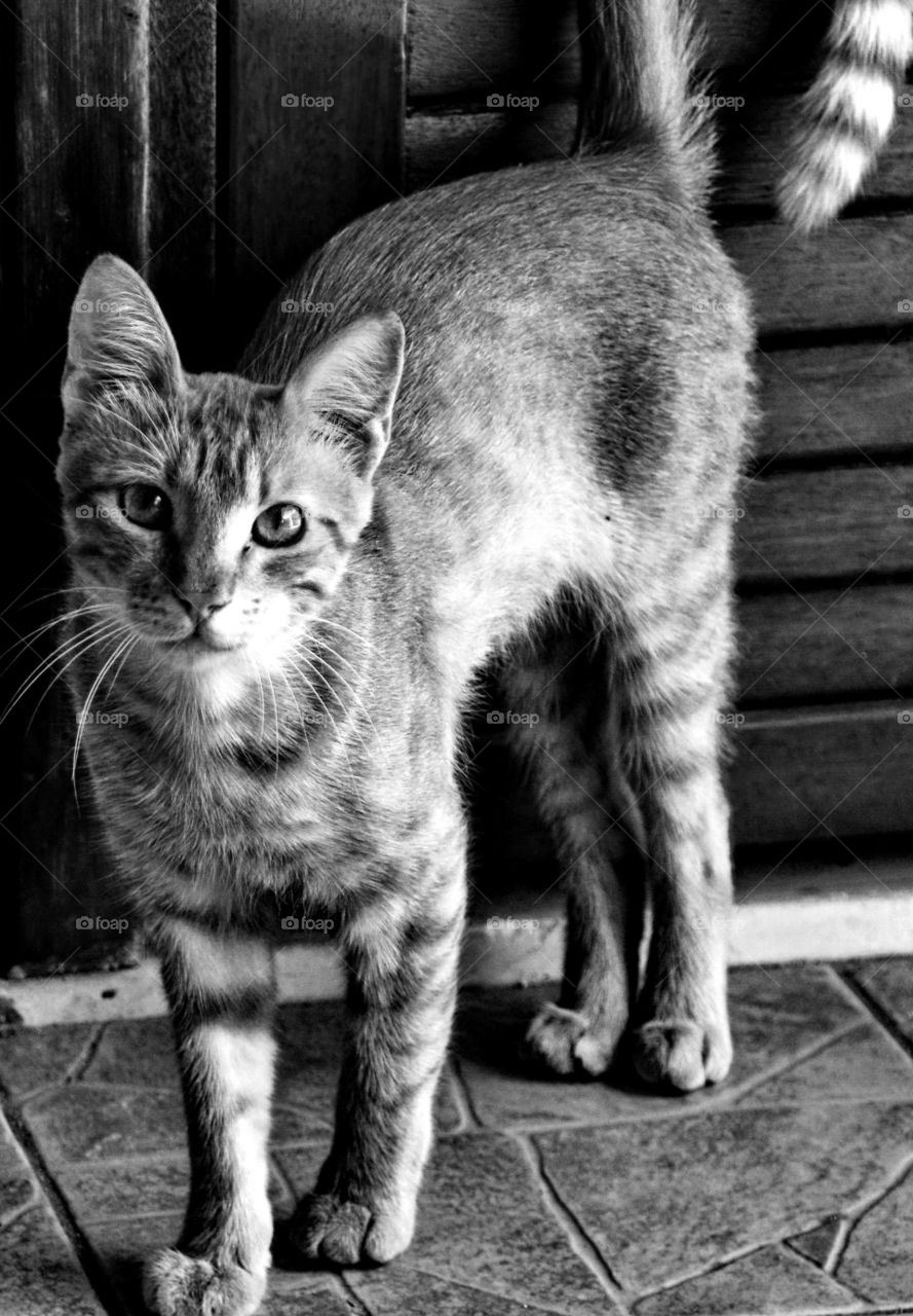 Close-up of a cat