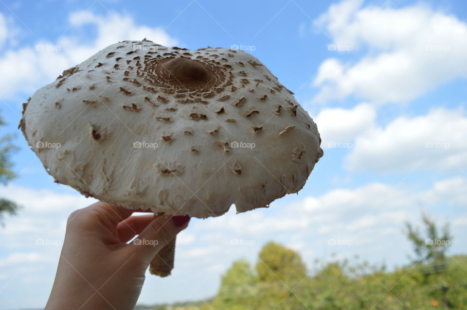 Close-up of mushroom