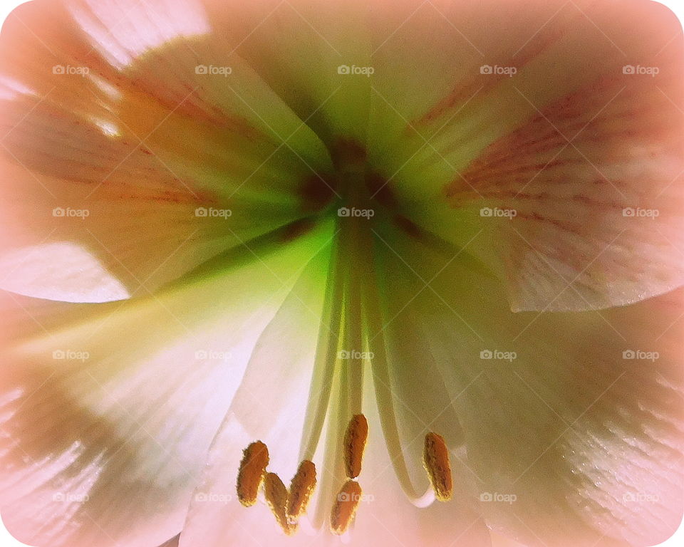 Amaryllis