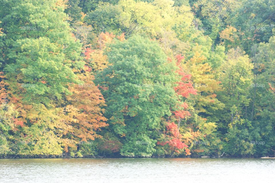 Tree, Fall, Landscape, Nature, Leaf