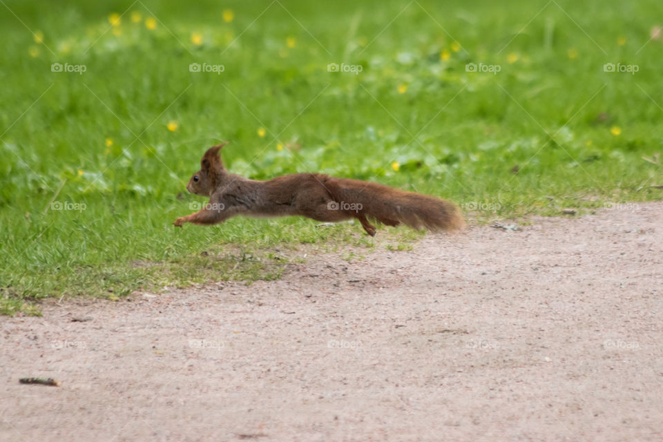 Cute squirrel in action , wildlife - söt hoppande ekorre 