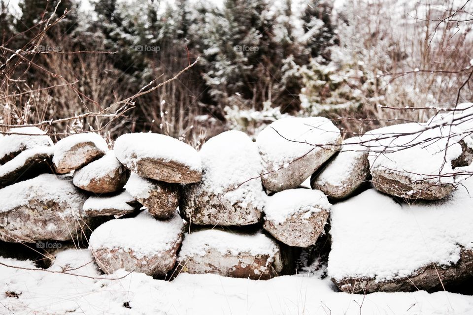 Tree, Nature, Winter, Wood, No Person