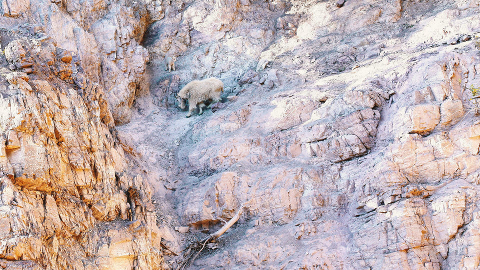Mountain Goat