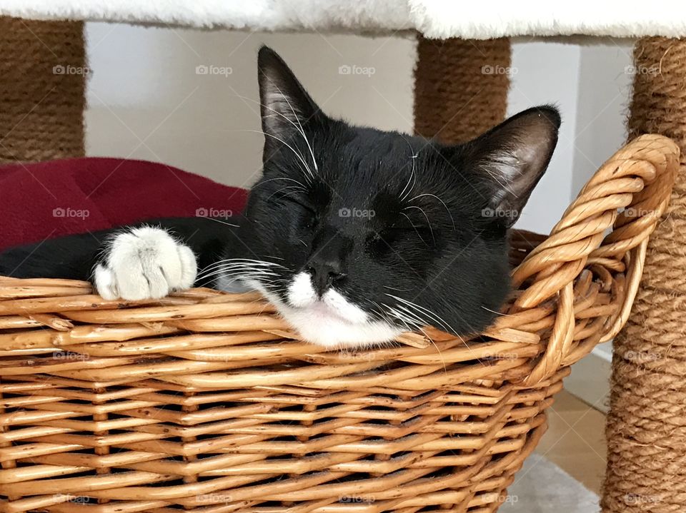 Cat sleeping in a basket 