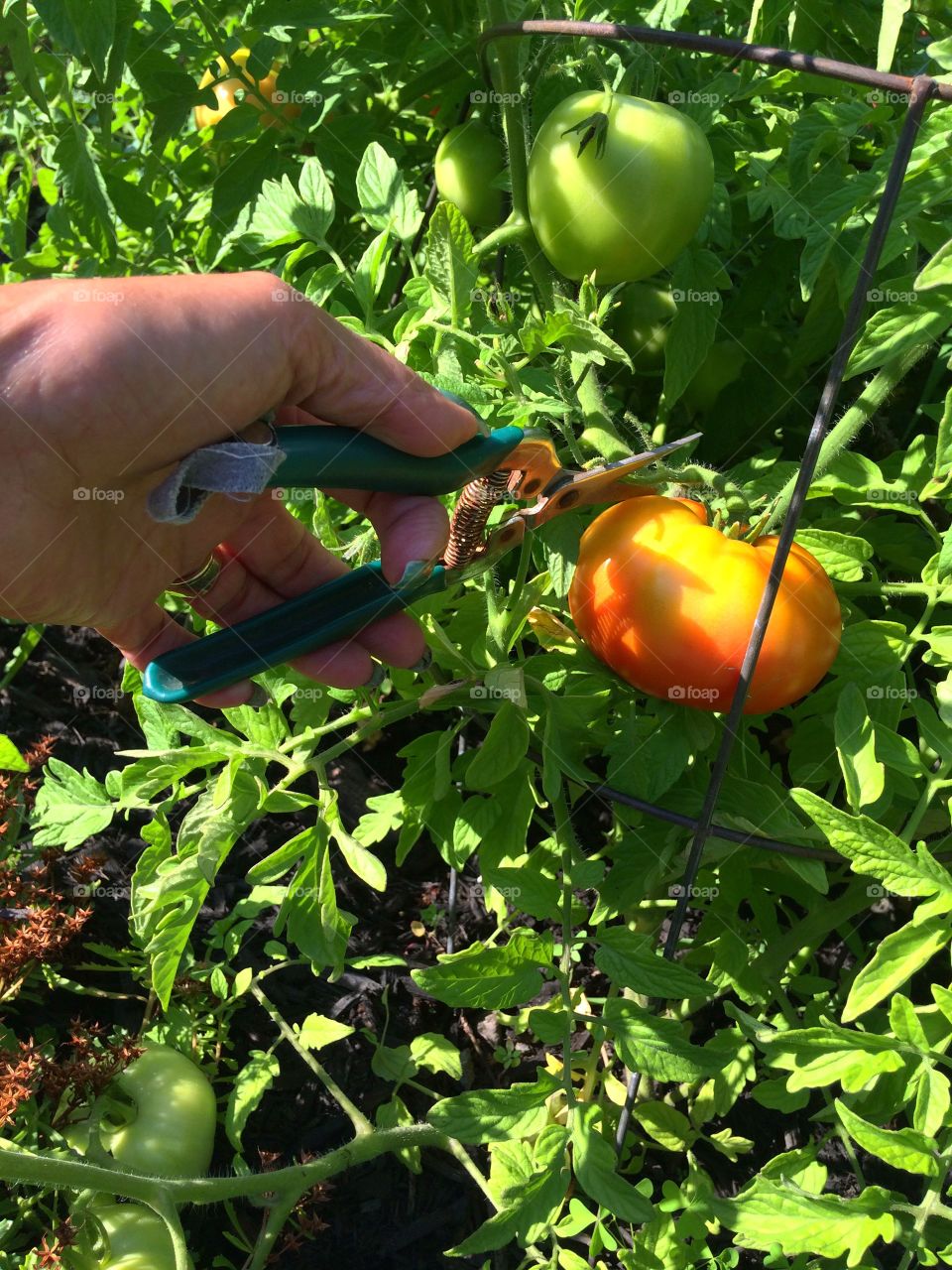 Beef tomatoes almost ready cutting a few leaves off the plant 