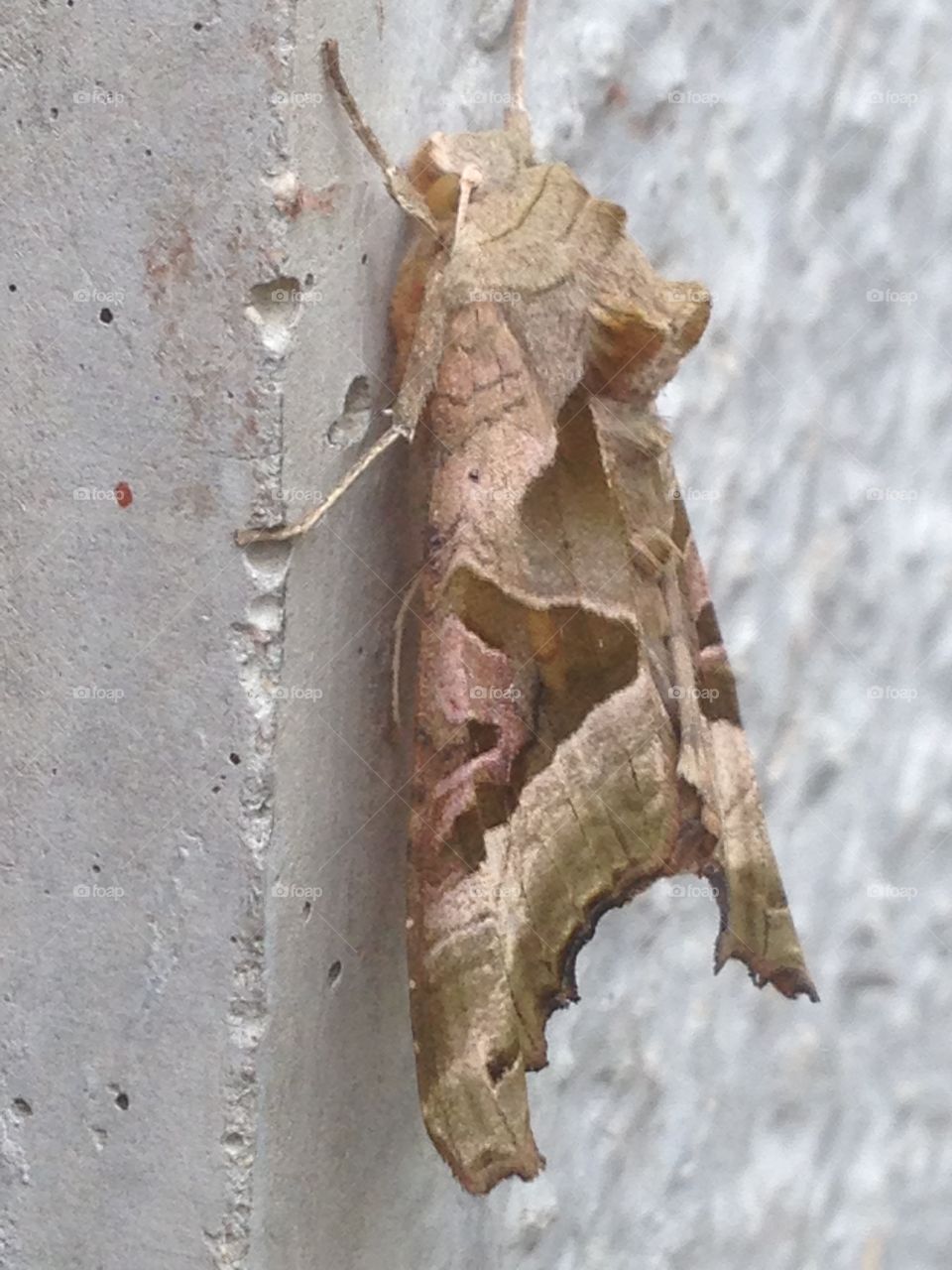 Beautiful moth