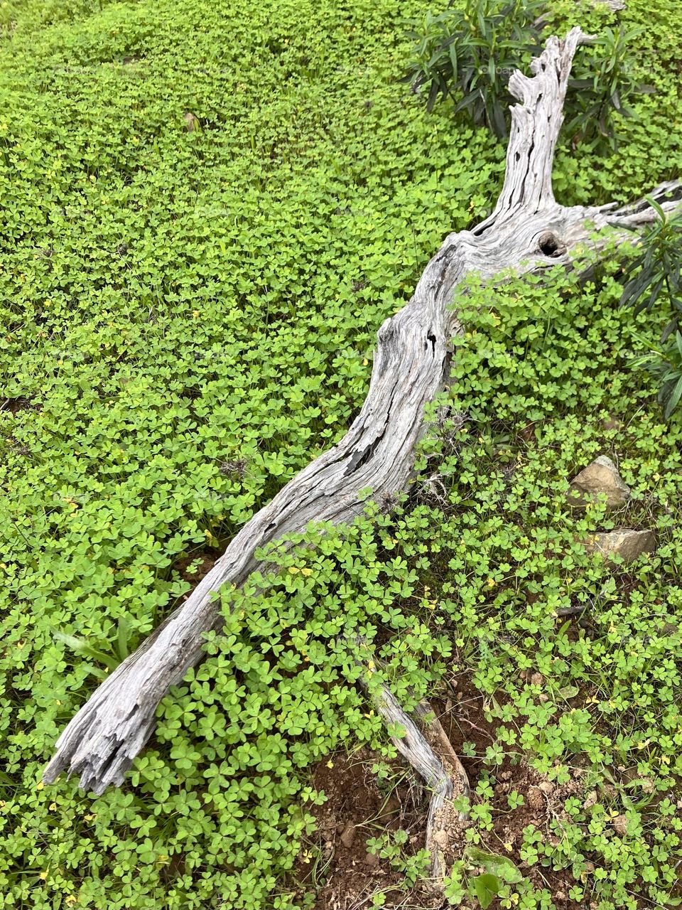 Wood in clover 