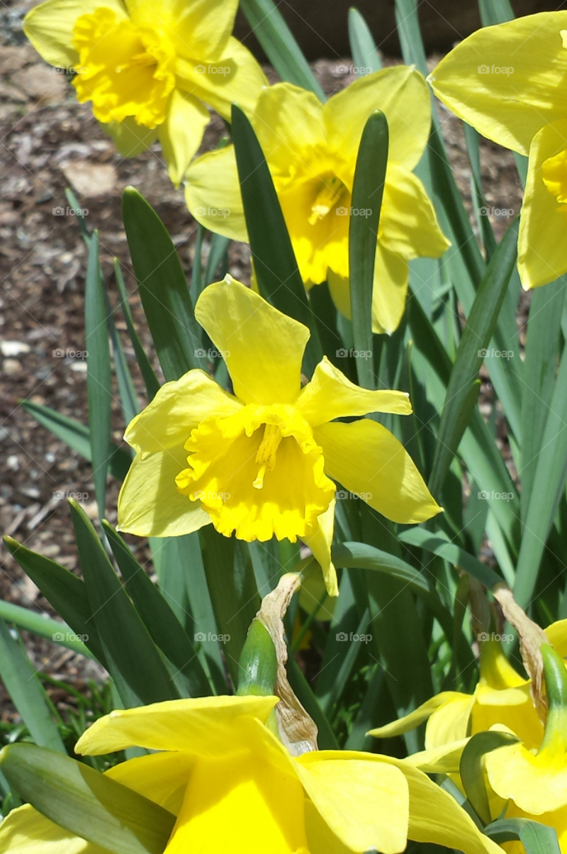Spring has Sprung ...Daffodils
