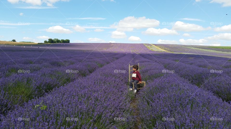 little boy is sitting on a chair looking away with amazement in the lavender field in beautiful summer day