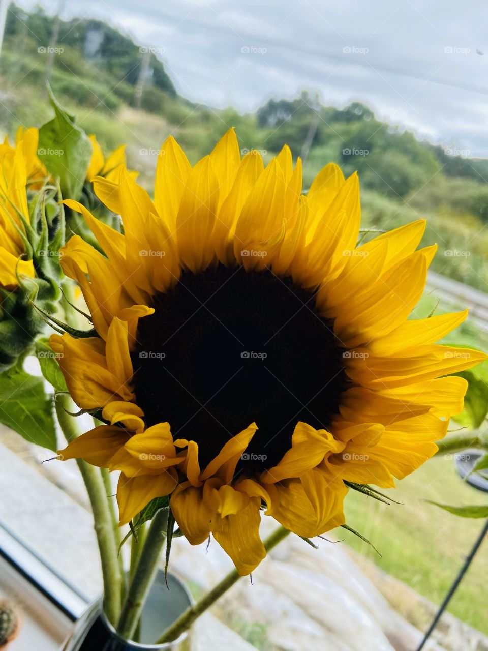 🌻