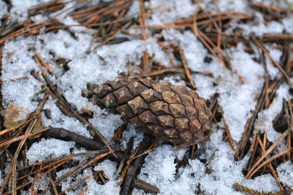 cone in winter forest