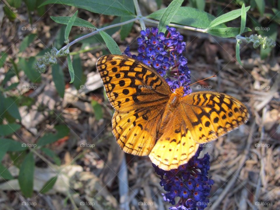 Butterfly on flower