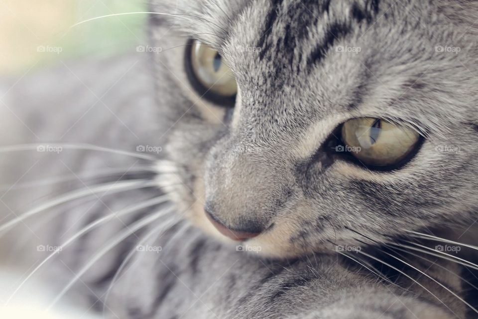 Close-up of cat