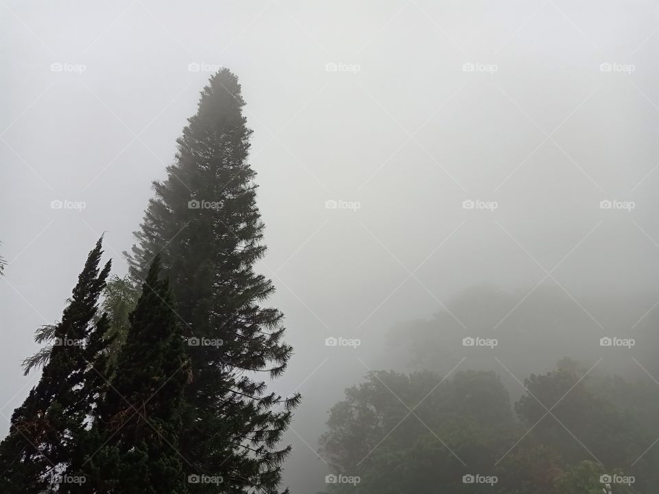 pine tree in the mist
