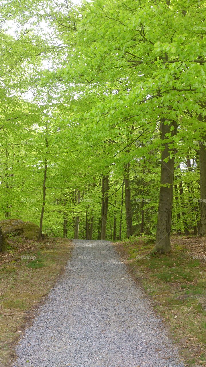 Path in a beech forest