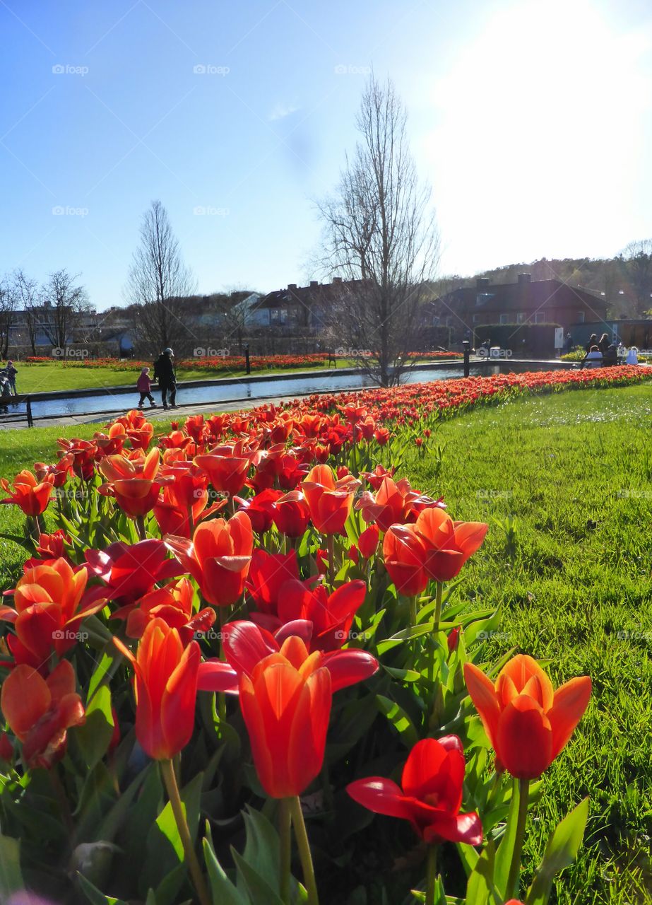 red tulips