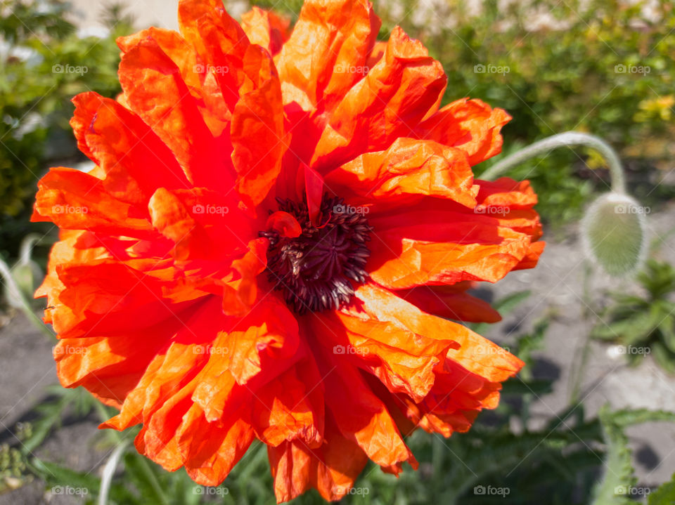 Red poppy on a sunny day in the garden.