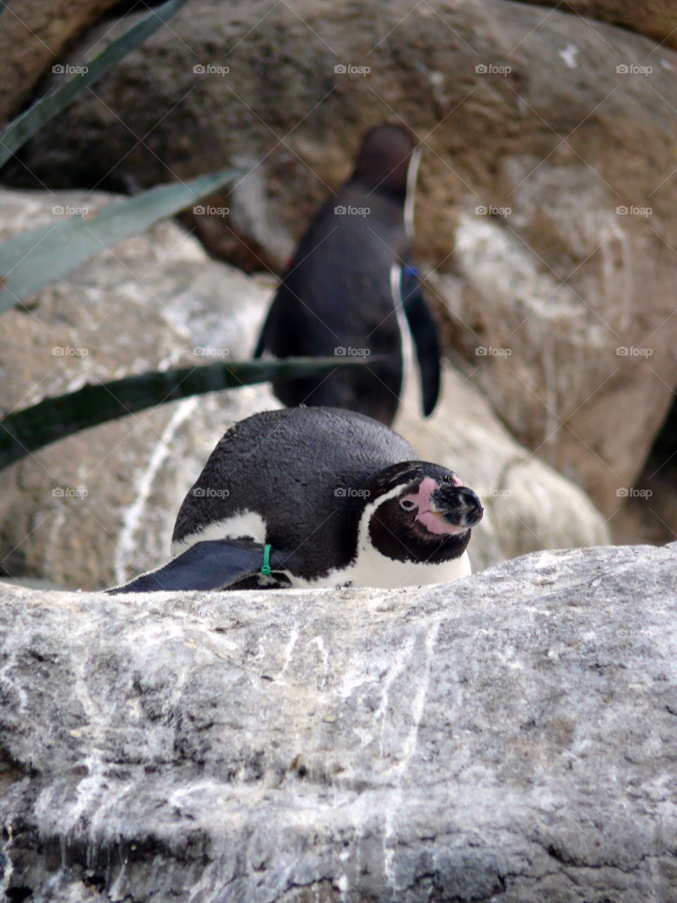 Penguin lying on rock in Barcelona, Spain.