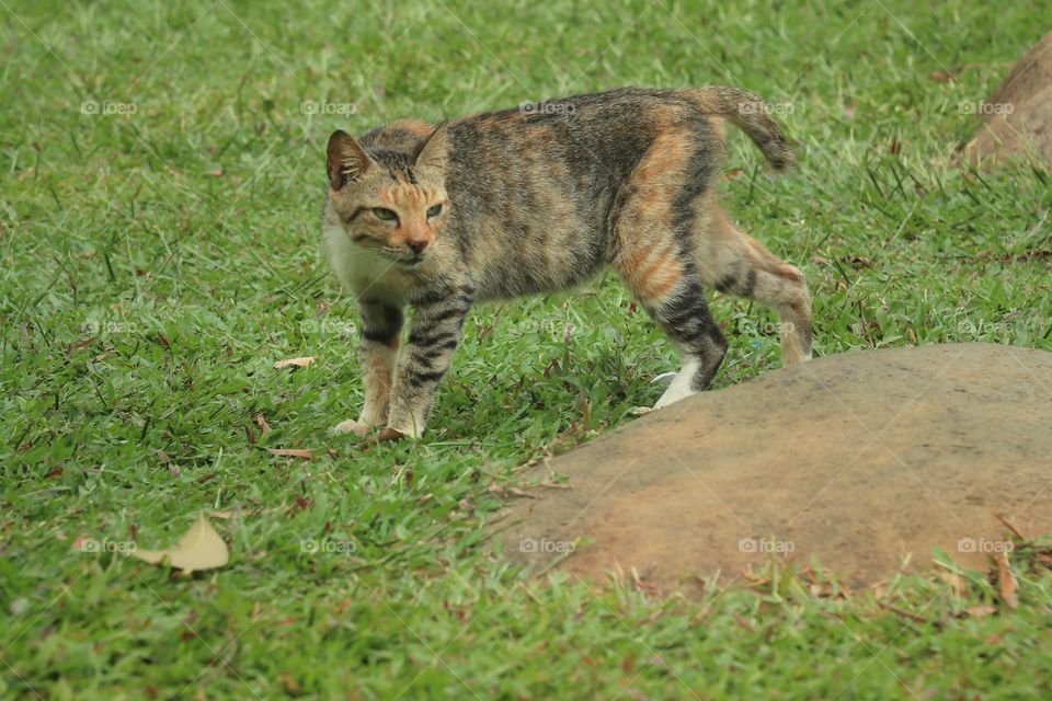 A cat on a green field